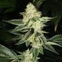 Congo OG Regular Marijuana Strain by Apothecary Genetics For Sale Online at Cannabis Seeds Outlet