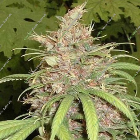 Congo x Nigerian Hash Plant Regular Marijuana Strain by Apothecary Genetics For Sale Online at Cannabis Seeds Outlet