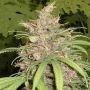 Congo x Nigerian Hash Plant Regular Marijuana Strain by Apothecary Genetics For Sale Online at Cannabis Seeds Outlet