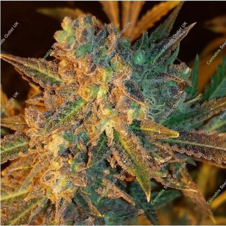 Dream Berry Regular Marijuana Strain by Apothecary Genetics For Sale Online at Cannabis Seeds Outlet