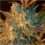 Dream Berry Regular Marijuana Strain by Apothecary Genetics For Sale Online at Cannabis Seeds Outlet
