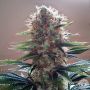 Durbin OG Reg Apothecary Cannabis Seeds