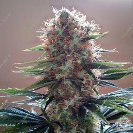 Durbin OG Regular Marijuana Strain by Apothecary Genetics For Sale Online at Cannabis Seeds Outlet
