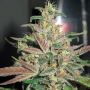 Frosty Berry Reg Apothecary Cannabis Seeds