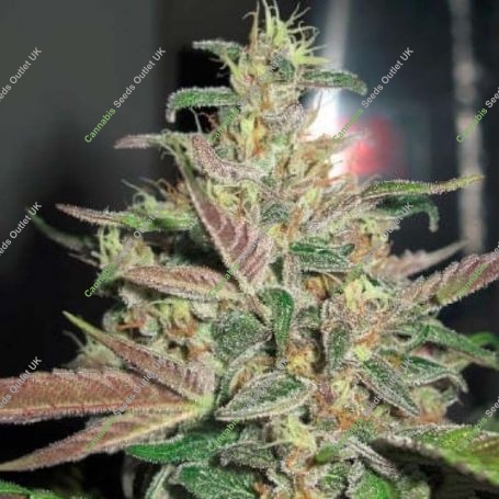 Frosty Berry Regular Marijuana Strain by Apothecary Genetics For Sale Online at Cannabis Seeds Outlet