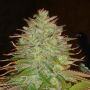 Haze Reg Apothecary Cannabis Weed Seeds