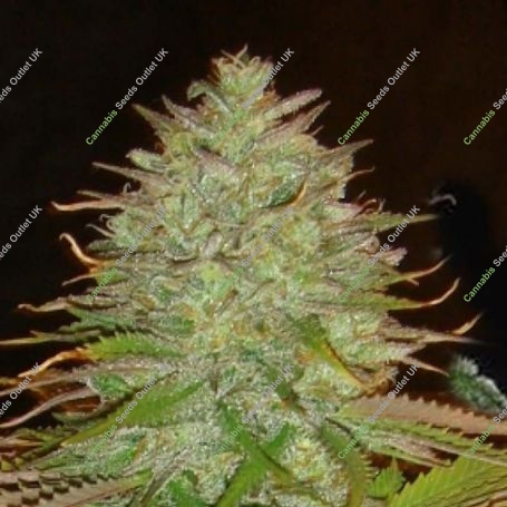 Haze Regular Marijuana Strain by Apothecary Genetics For Sale Online at Cannabis Seeds Outlet