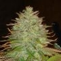 Haze Regular Marijuana Strain by Apothecary Genetics For Sale Online at Cannabis Seeds Outlet
