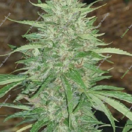 Headband 707 Regular Marijuana Strain by Apothecary Genetics For Sale Online at Cannabis Seeds Outlet