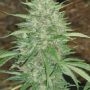 Headband 707 Regular Marijuana Strain by Apothecary Genetics For Sale Online at Cannabis Seeds Outlet