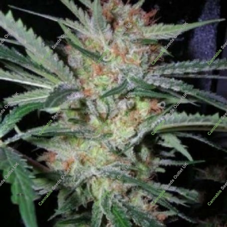 Headband Pre 88 G13 Caramel Regular Marijuana Strain by Apothecary Genetics For Sale Online at Cannabis Seeds Outlet