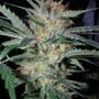 Headband Pre 88 G13 Caramel Regular Marijuana Strain by Apothecary Genetics For Sale Online at Cannabis Seeds Outlet