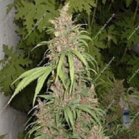 Lemon Nigerian Regular Marijuana Strain by Apothecary Genetics For Sale Online at Cannabis Seeds Outlet