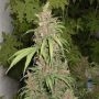 Lemon Nigerian Regular Marijuana Strain by Apothecary Genetics For Sale Online at Cannabis Seeds Outlet