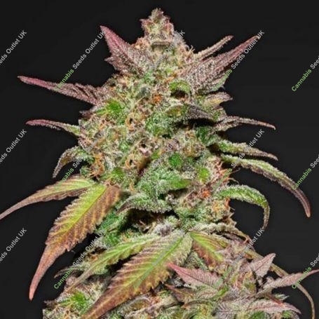 Mendo Diesel Regular Marijuana Strain by Apothecary Genetics For Sale Online at Cannabis Seeds Outlet