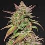 Mendo Diesel Regular Marijuana Strain by Apothecary Genetics For Sale Online at Cannabis Seeds Outlet