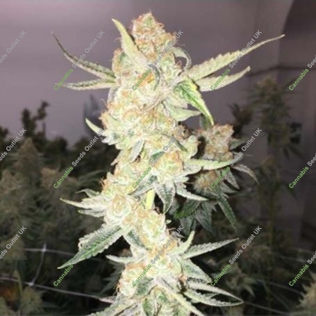 Orange Berry Regular Marijuana Strain by Apothecary Genetics For Sale Online at Cannabis Seeds Outlet