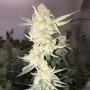 Orange Berry Regular Marijuana Strain by Apothecary Genetics For Sale Online at Cannabis Seeds Outlet