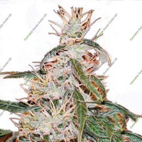 Yoruba x Nigerian Hash Plant Regular Marijuana Strain by Apothecary Genetics For Sale Online at Cannabis Seeds Outlet
