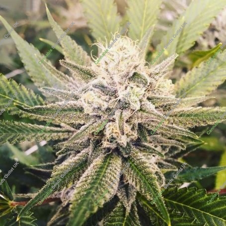 707 Headband Regular Marijuana Strain by BC Bud Depot For Sale Online at Cannabis Seeds Outlet
