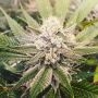 707 Headband Regular Marijuana Strain by BC Bud Depot For Sale Online at Cannabis Seeds Outlet