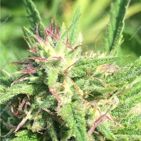 Albino Rhino Regular Marijuana Strain by BC Bud Depot For Sale Online at Cannabis Seeds Outlet
