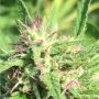 Albino Rhino Regular Marijuana Strain by BC Bud Depot For Sale Online at Cannabis Seeds Outlet