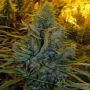 Amnesia Haze Reg BC Bud Depot Cannabis Seeds