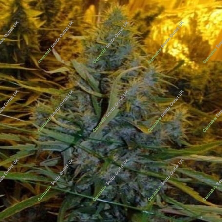Amnesia Haze Regular Marijuana Strain by BC Bud Depot For Sale Online at Cannabis Seeds Outlet