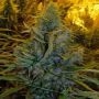 Amnesia Haze Regular Marijuana Strain by BC Bud Depot For Sale Online at Cannabis Seeds Outlet