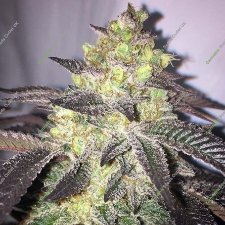 Animal Cookies Regular Marijuana Strain by BC Bud Depot For Sale Online at Cannabis Seeds Outlet