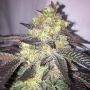 Animal Cookies Regular Marijuana Strain by BC Bud Depot For Sale Online at Cannabis Seeds Outlet