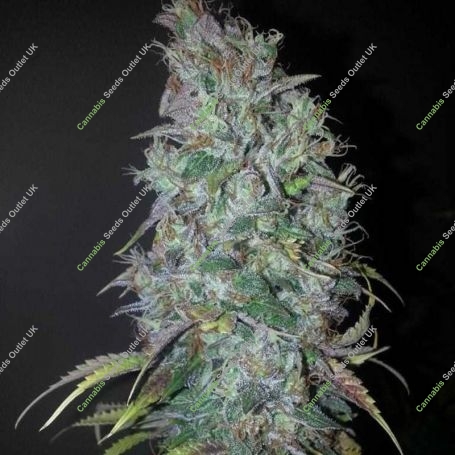 Blue Dream Regular Marijuana Strain by BC Bud Depot For Sale Online at Cannabis Seeds Outlet