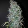 Blue Dream Regular Marijuana Strain by BC Bud Depot For Sale Online at Cannabis Seeds Outlet