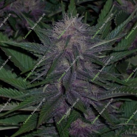 Blueberry Regular Marijuana Strain by BC Bud Depot For Sale Online at Cannabis Seeds Outlet