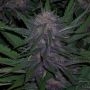 Blueberry Regular Marijuana Strain by BC Bud Depot For Sale Online at Cannabis Seeds Outlet