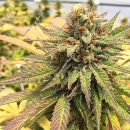 Burmese Regular Marijuana Strain by BC Bud Depot For Sale Online at Cannabis Seeds Outlet