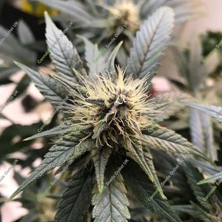 CBD God Bud Regular Marijuana Strain by BC Bud Depot For Sale Online at Cannabis Seeds Outlet