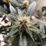 CBD God Bud Regular Marijuana Strain by BC Bud Depot For Sale Online at Cannabis Seeds Outlet