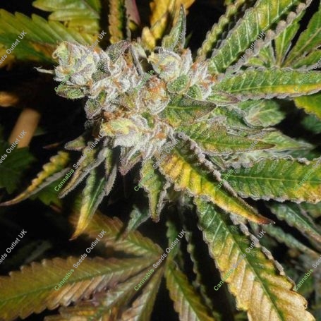 Chem Fire Regular Marijuana Strain by BC Bud Depot For Sale Online at Cannabis Seeds Outlet
