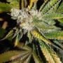 Chem Fire Regular Marijuana Strain by BC Bud Depot For Sale Online at Cannabis Seeds Outlet