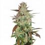 Shiskaberry Outlet Auto Feminised Seeds