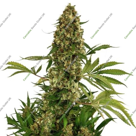 Critical Chronic Auto Feminized Marijuana Strain by Our Own Weed Breeders For Sale Online at Cannabis Seeds Outlet