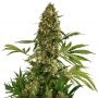 Critical Chronic Auto Feminized Marijuana Strain by Our Own Weed Breeders For Sale Online at Cannabis Seeds Outlet