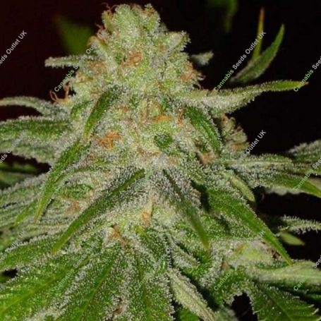 Cinderella 99 Feminized Marijuana Strain by BC Bud Depot For Sale Online at Cannabis Seeds Outlet