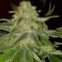 Cinderella 99 Feminized Marijuana Strain by BC Bud Depot For Sale Online at Cannabis Seeds Outlet
