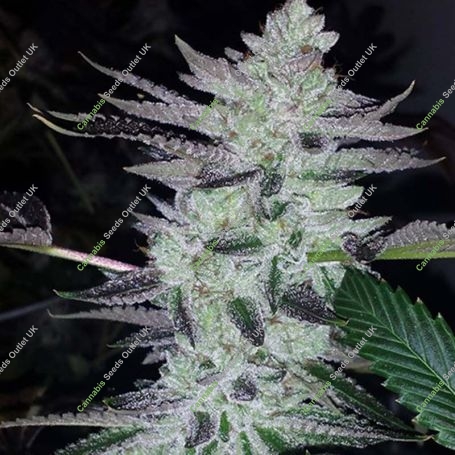 Deliquent OG Feminized Marijuana Strain by BC Bud Depot For Sale Online at Cannabis Seeds Outlet