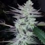 Deliquent OG Feminized Marijuana Strain by BC Bud Depot For Sale Online at Cannabis Seeds Outlet