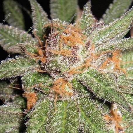 Dynamite OG Regular Marijuana Strain by BC Bud Depot For Sale Online at Cannabis Seeds Outlet
