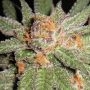 Dynamite OG Regular Marijuana Strain by BC Bud Depot For Sale Online at Cannabis Seeds Outlet